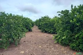 PROCURO FAZENDA DE LIMAO E LARANJA NO ESTADO DE SP