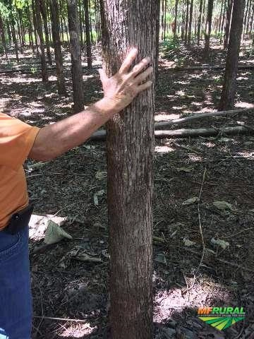 Madeira TECA Imagem Madeira TECA
