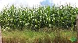 Roça de milho a venda em Lambari - MG - Equivalente a 12 saquinhos de semente