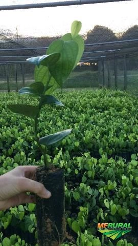 Mudas Pimenta do reino Imagem Mudas Pimenta do reino