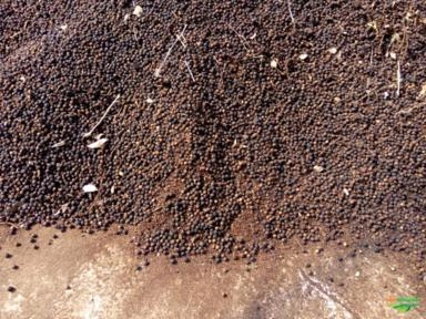 Pimenta do reino Imagem Pimenta do reino