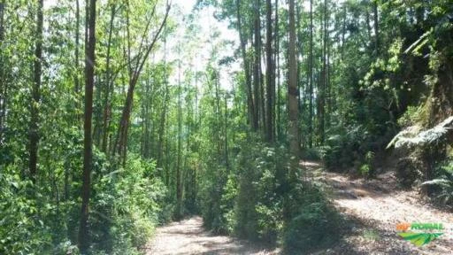 Propriedade rural com plantação de eucalipto e aptidão para turismo Imagem Propriedade rural com plantação de eucalipto e aptidão para turismo