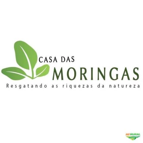 Moringa Oleifera Curitiba