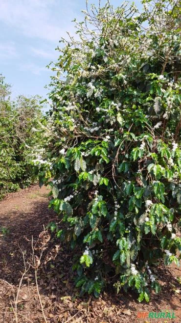 Fazenda em Patrocínio MG