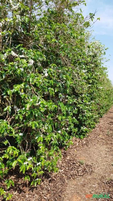 Fazenda em Patrocínio MG