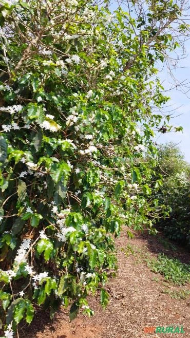 Fazenda em Patrocínio MG