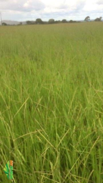 Procuro Arrendamento de terras Imagem Procuro Arrendamento de terras