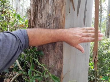 Compro Mata de Eucalipto e Pinus -SC -A vista Imagem Compro Mata de Eucalipto e Pinus -SC -A vista