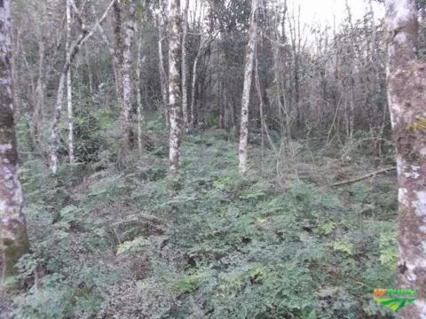 Área de terra para reflorestamento