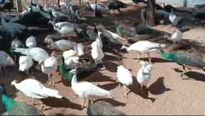 Pavão Goiás a venda