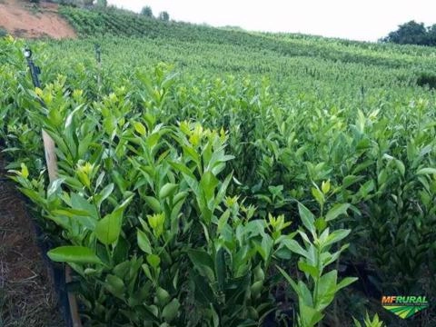 MUDAS PONKAN Imagem MUDAS PONKAN