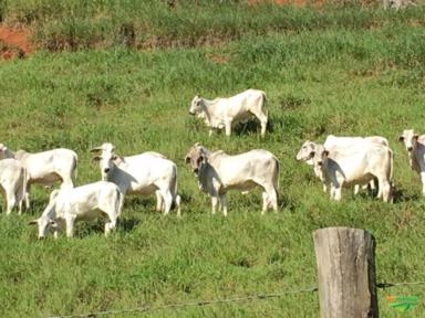 Novilhas Nelore Imagem Novilhas Nelore