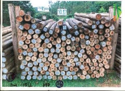 mourões e postes de eucalipto tratado Imagem mourões e postes de eucalipto tratado