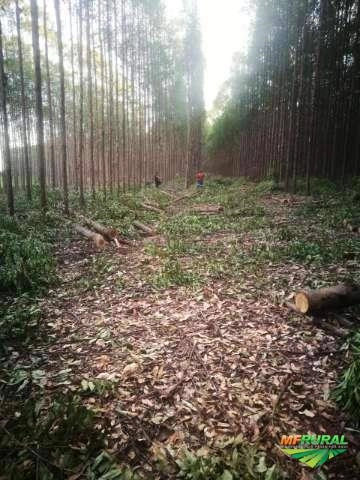 COMPRO FLORESTA DE EUCALIPTO PARA LENHA Imagem COMPRO FLORESTA DE EUCALIPTO PARA LENHA