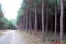 Procuramos pra Arrendar floresta de Pinus Eliottis, Tropical