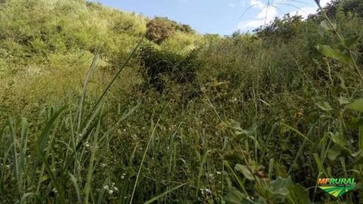 FAZENDA PARA CRIAÇÃO E ENGORDA DE BOVINOS- BAIXO GUANDU/ ES