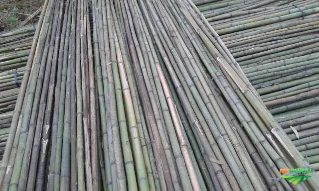 Estacas de Bambu cana da índia e Bambu Comum para tomate