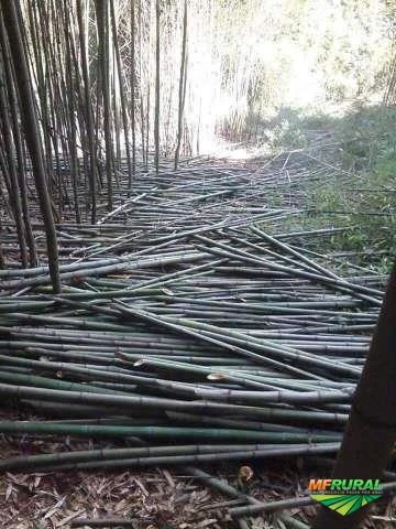 Estacas de Bambu cana da índia e Bambu Comum para tomate