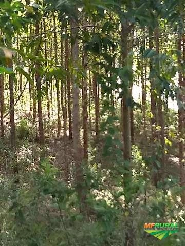 EUCALIPTO Imagem EUCALIPTO