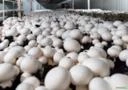 Composto orgânico Cobertura Cogumelos