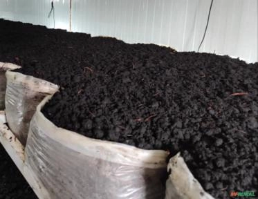 Composto orgânico Cobertura Cogumelos Imagem Composto orgânico Cobertura Cogumelos