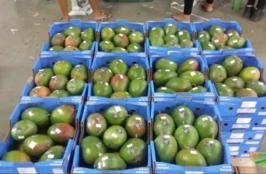 Preciso de um investidor para exportação de frutas do vale do São Francisco Petrolina Pernambuco
