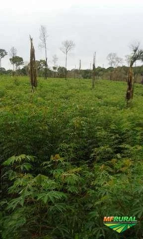 Sitio/Terras em Novo Aripuanã/AM 1.200 Hectares
