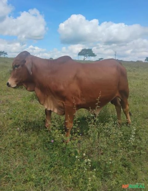 Tourinho Sindi Imagem Tourinho Sindi