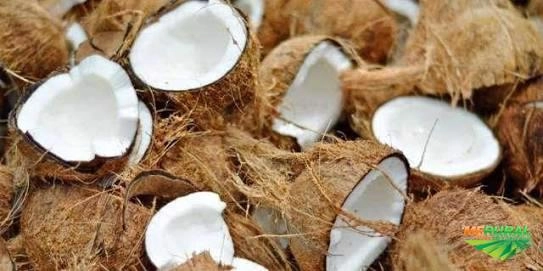 Côco seco Salvador-BA Imagem Côco seco Salvador-BA