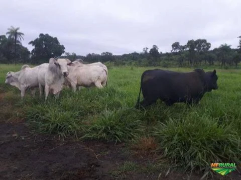 FAZENDA DE 408 HECTARES EM TOCANTINS À 100 KM DE PALMAS