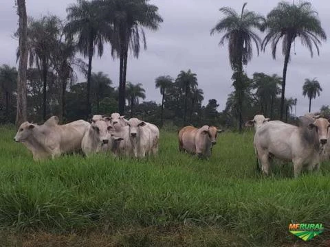 FAZENDA DE 408 HECTARES EM TOCANTINS À 100 KM DE PALMAS