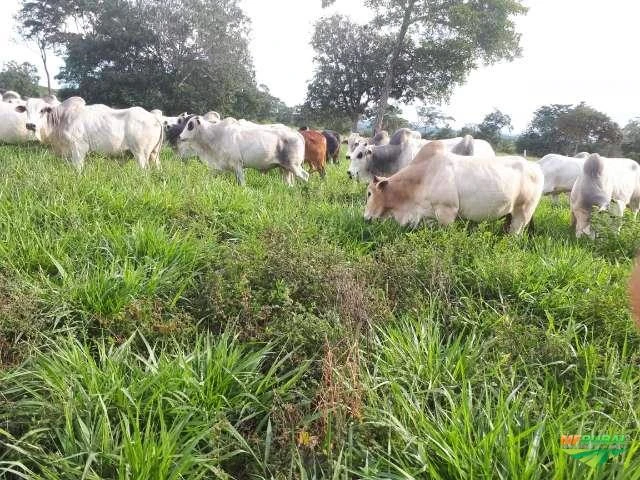 FAZENDA DE 408 HECTARES EM TOCANTINS À 100 KM DE PALMAS