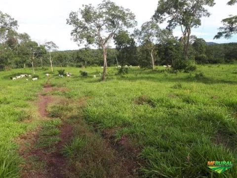 FAZENDA DE 408 HECTARES EM TOCANTINS À 100 KM DE PALMAS