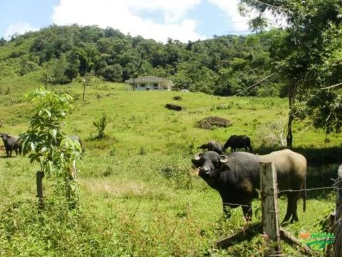 Imóvel Rural - Guaraqueçaba - PR - 38,72 ha