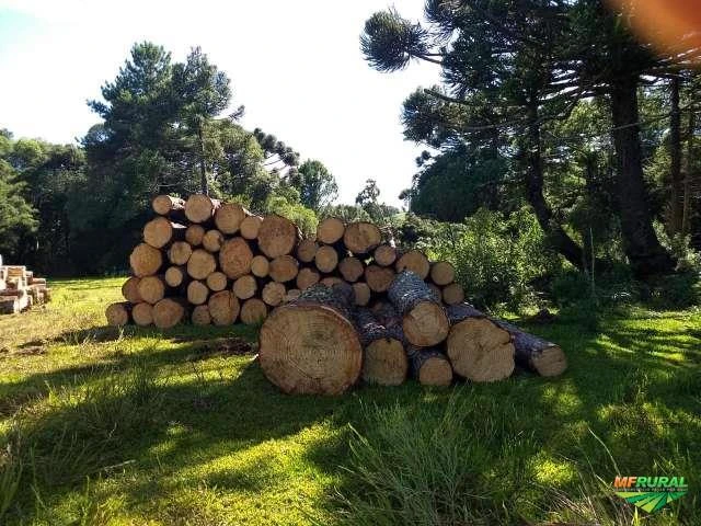 MADEIRA DE PINUS ELIOTTE