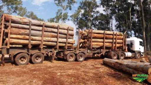 Compro toras ou floresta de eucalipto Imagem Compro toras ou floresta de eucalipto