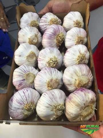 Imagem Alho direto da Argentina Imagem Alho direto da Argentina