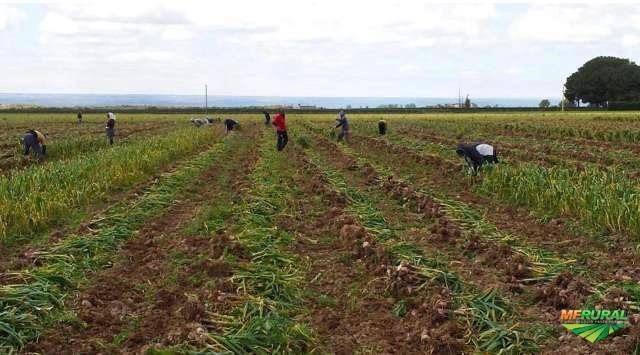 Alho direto da Argentina Imagem Alho direto da Argentina