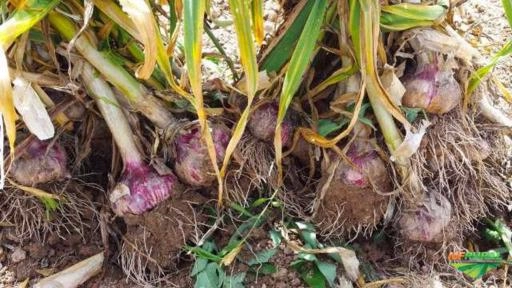 Imagem Alho direto da Argentina Imagem Alho direto da Argentina