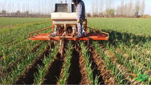 Imagem Alho direto da Argentina Imagem Alho direto da Argentina