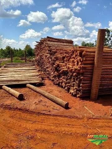 EUCALIPTO TRATADO Imagem EUCALIPTO TRATADO