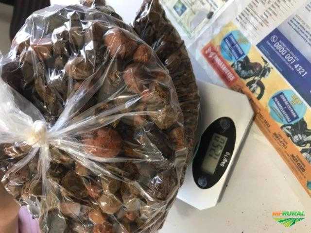 Compro Pedra de fel Imagem Compro Pedra de fel