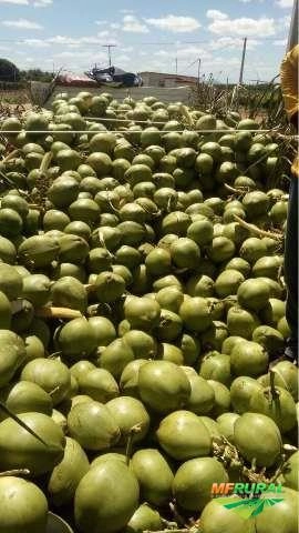 COCO VERDE DE ALTA QUALIDADE Imagem COCO VERDE DE ALTA QUALIDADE