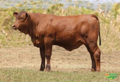 Senepol PO Imagem Senepol PO