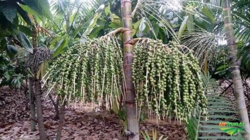 Mudas de açai anao precoce embrapa Imagem Mudas de açai anao precoce embrapa