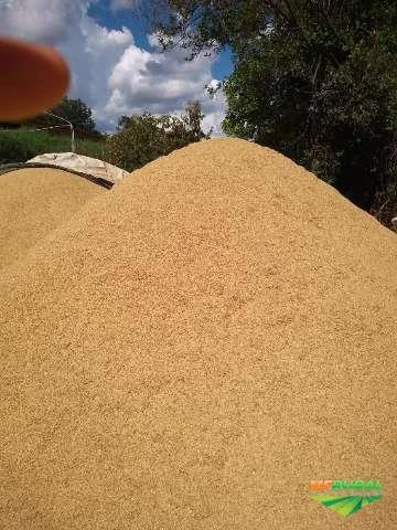 Casca de arroz na região de Bragança Paulista