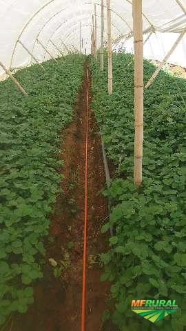 Morangos Imagem Morangos