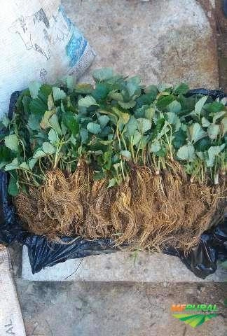 Imagem Morangos Imagem Morangos