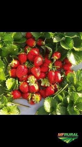 Imagem Morangos Imagem Morangos