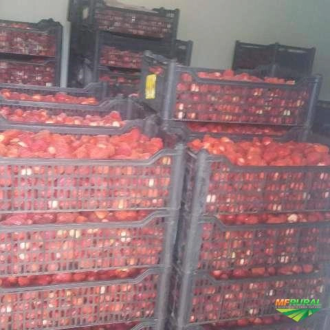 Imagem Morangos Imagem Morangos